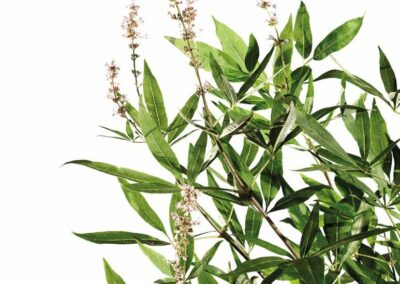 Pflanzen_Moenchspfeffer