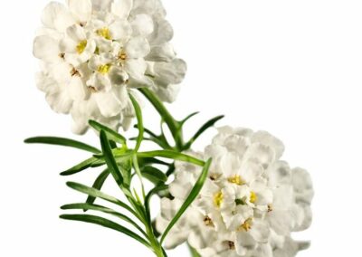 Pflanzen_Schleifenblume