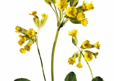 Pflanzen_Schluesselblume